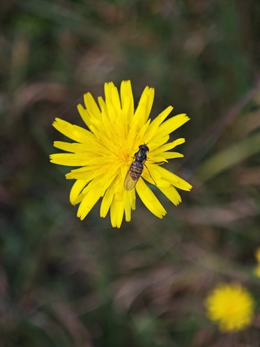 Marmalade Hover Fly