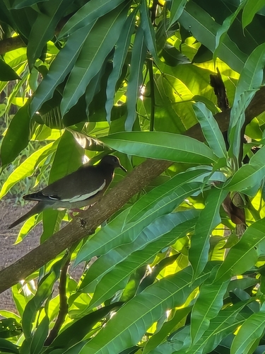 White-winged Dove
