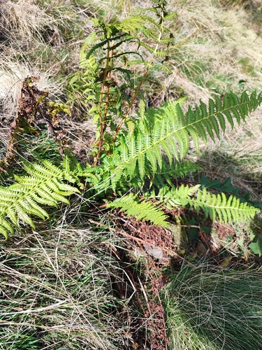 Lemon-scented Fern