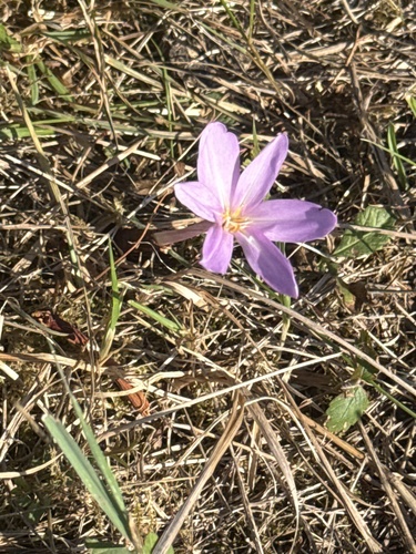 Autumn Crocus