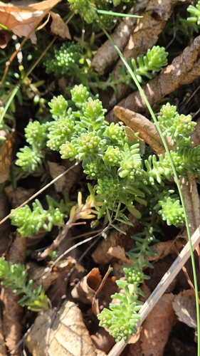 Tasteless Stonecrop