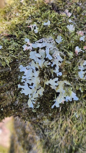 Netted shield lichen