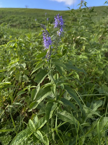 Long-leaved Speedwell