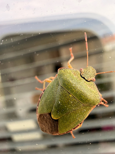 Green Shield Bug