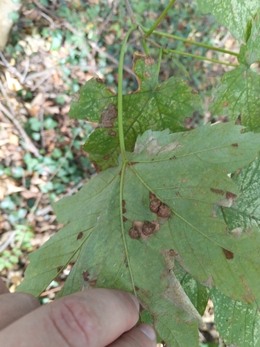 Maple gall wasp