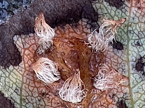 Pear Rust