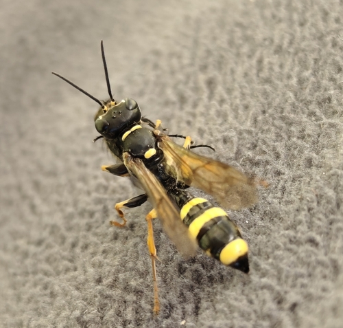 Field digger wasp