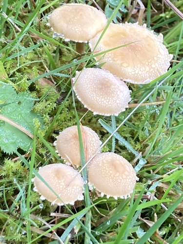 Earthy Powdercap