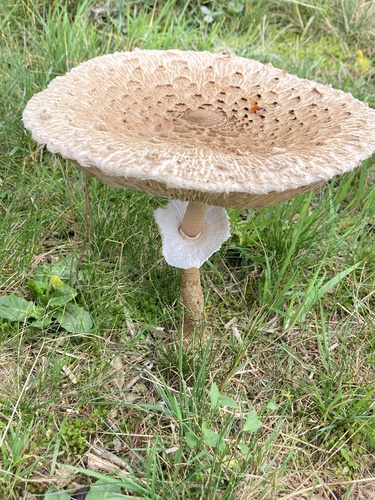 Parasol