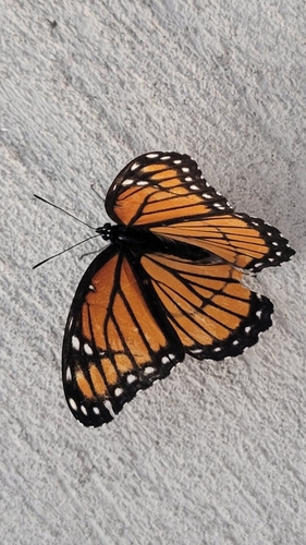 Viceroy