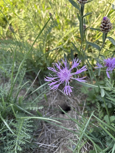 Brown Knapweed