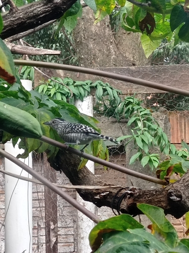 Barred Antshrike
