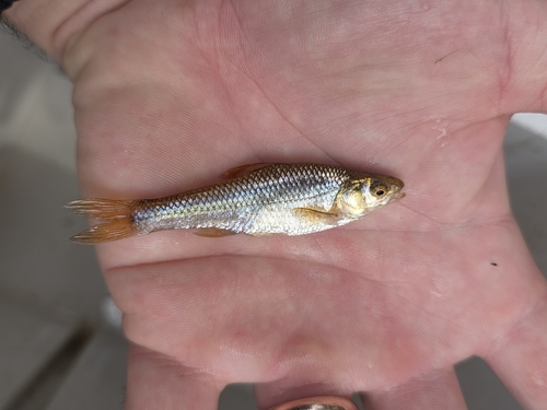 Topeka Shiner