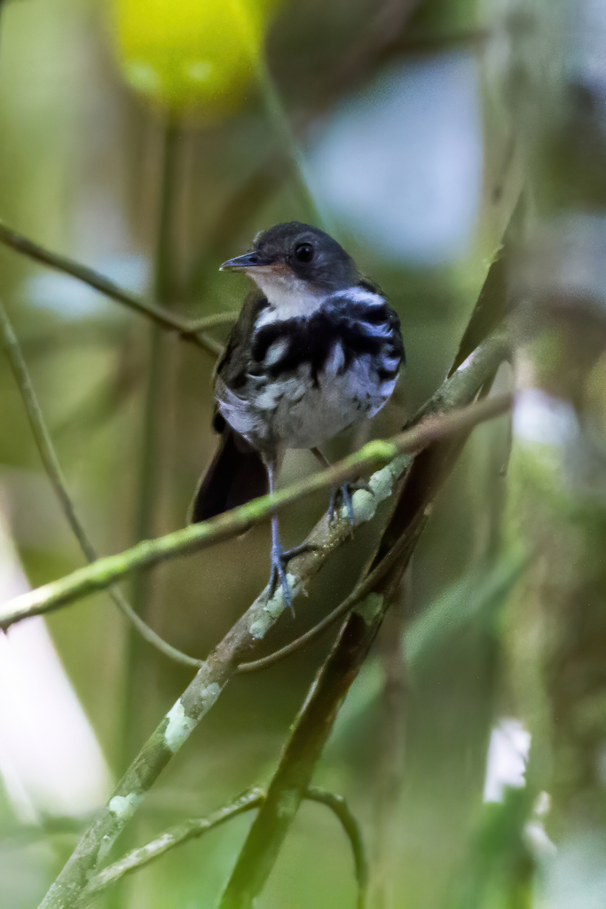 Ringed Antpipit photo