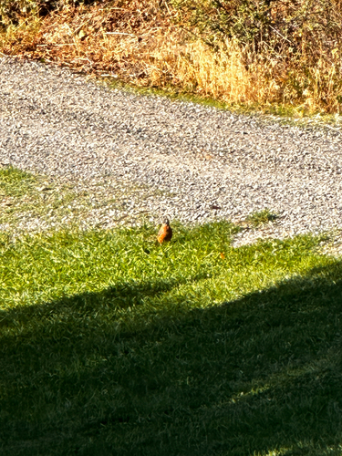 American Robin