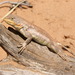 Dunes Sagebrush Lizard - Photo (c) Dan Leavitt, all rights reserved, uploaded by Dan Leavitt