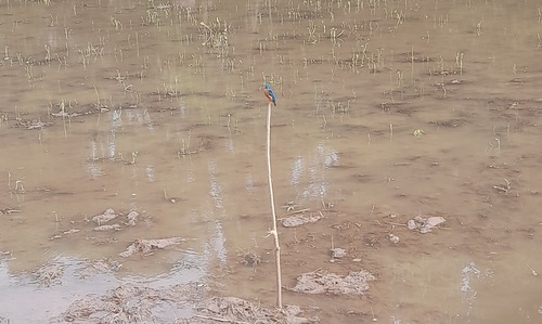 Common Kingfisher