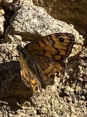 Wall Brown