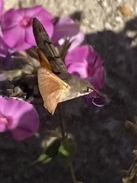 Eurasian Hummingbird Hawkmoth