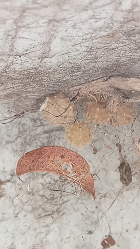 Brown Widow