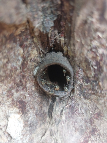 Nannotrigona testaceicornis