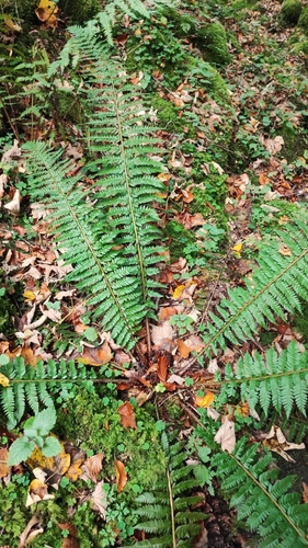 hard shield fern