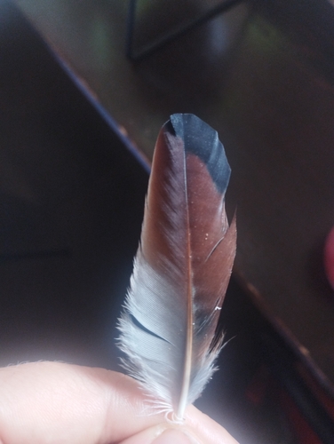 Eurasian Jay