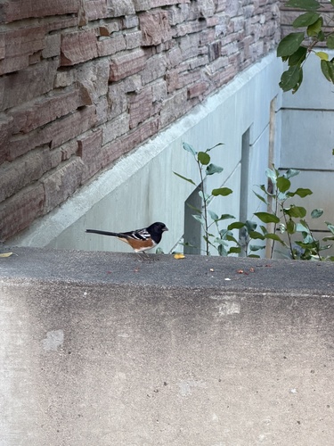 Spotted Towhee