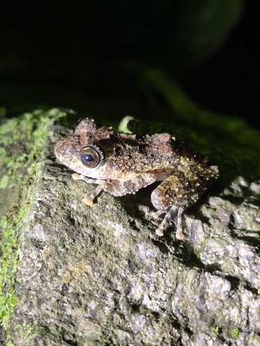 Ferguson's Shrub Frog