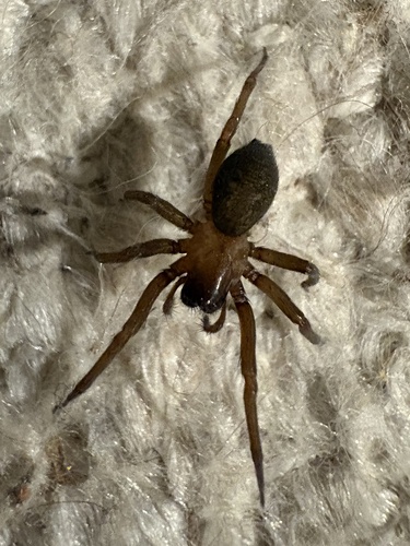 South American Toothed Hacklemesh Weaver