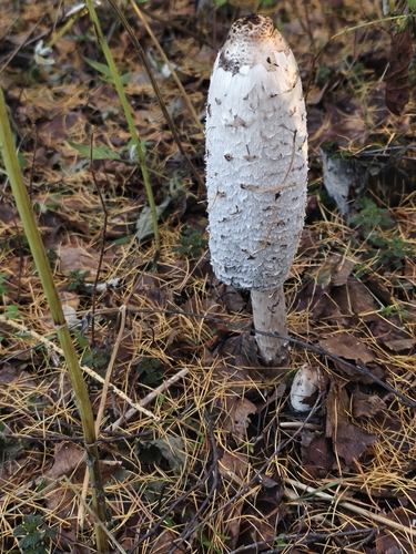 Shaggy Mane