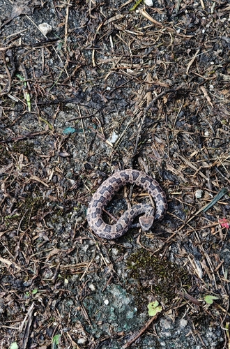 Chinese Mountain Pit Viper