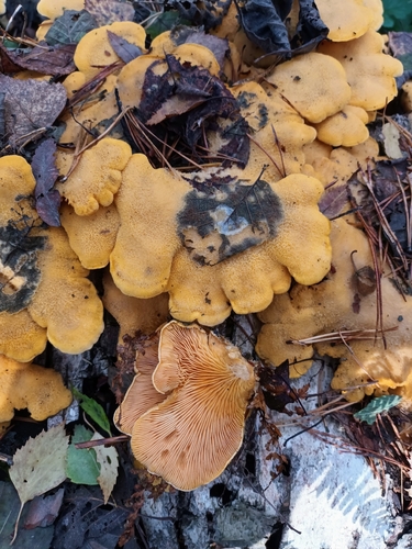 Stinking Orange Oyster