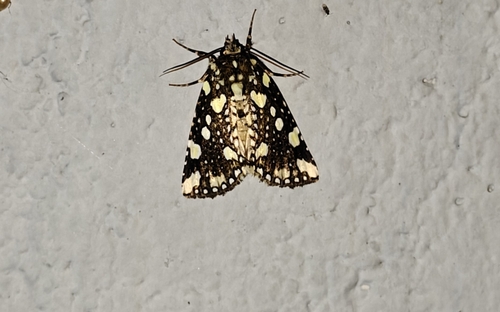 Gaurena florescens