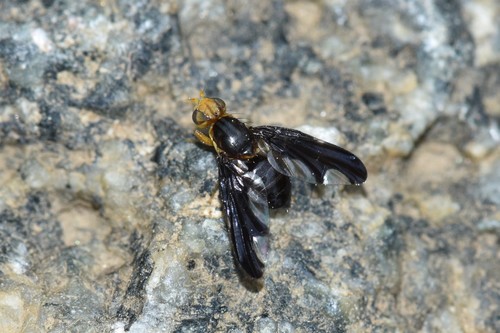 Hemilea sibirica