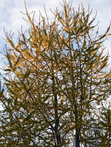 Siberian larch
