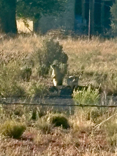 Utah Prairie Dog observed by mirandamae
