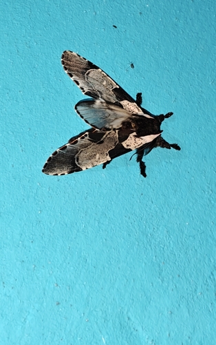 Harpyia morozovi