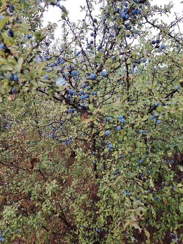 Blackthorn