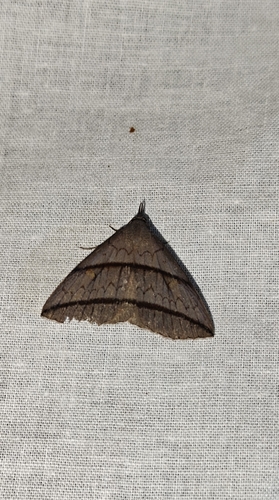 Orthozona quadrilineata