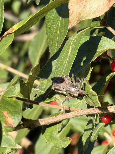 North American Wheel Bug