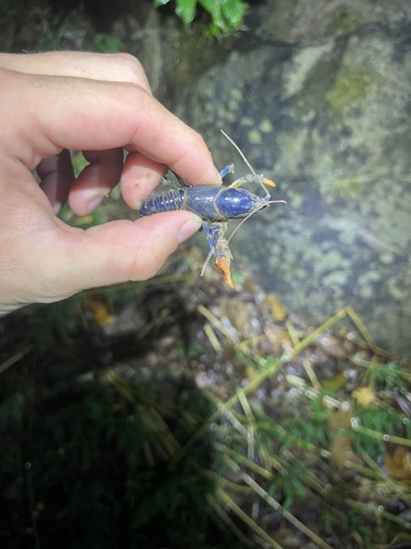 Upland Burrowing Crayfish