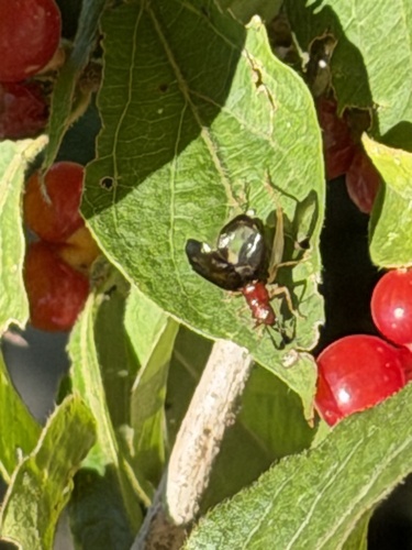 Red-headed Bush Cricket