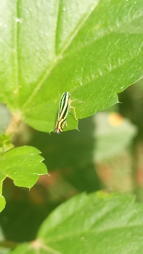 Sibovia sagata