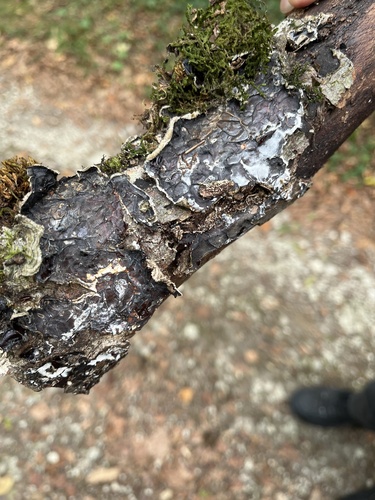 Tripe Fungus