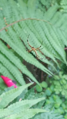 Silver Garden Orbweaver