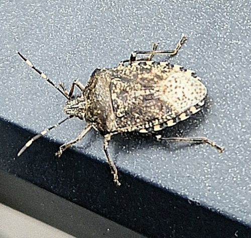 Mottled Stink Bug