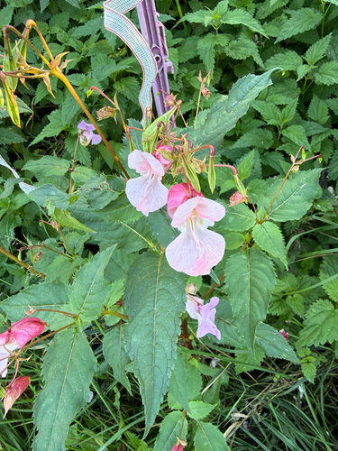 Himalayan balsam