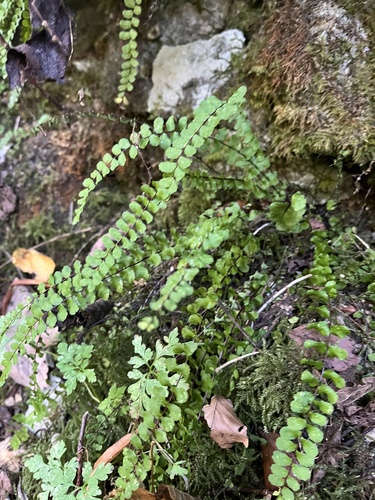 maidenhair spleenwort