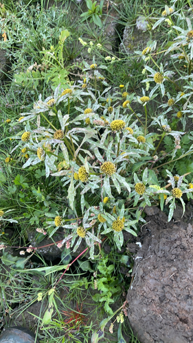 Greater Bur-marigold